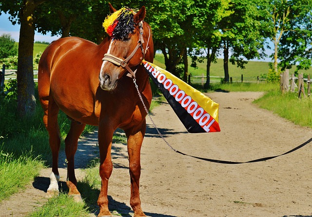 每一支球队 每一支球队